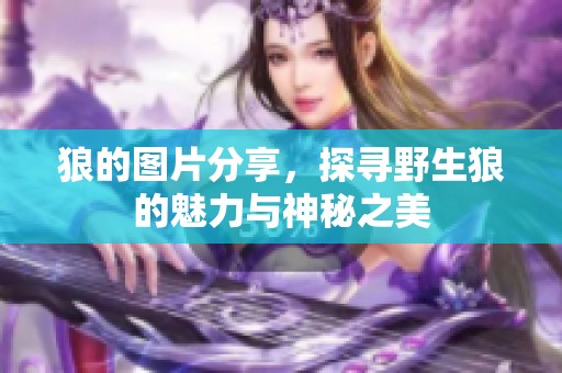 狼的图片分享，探寻野生狼的魅力与神秘之美